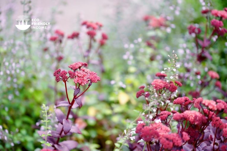 How to Propagate Orpine (Hylotelephium telephium) (1)