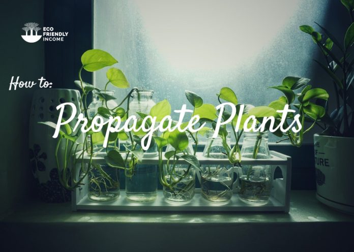 How to Propagate Plants Cuttings