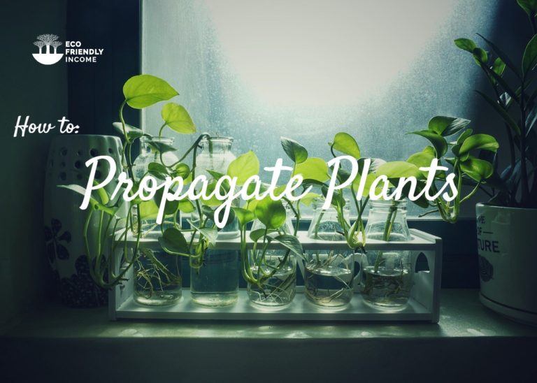 How to Propagate Plants: The Supreme Guide to Plant Cuttings