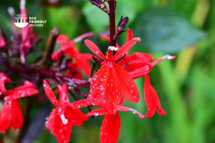 How to Propagate Red Lobelia (Lobelia cardinalis) (1)