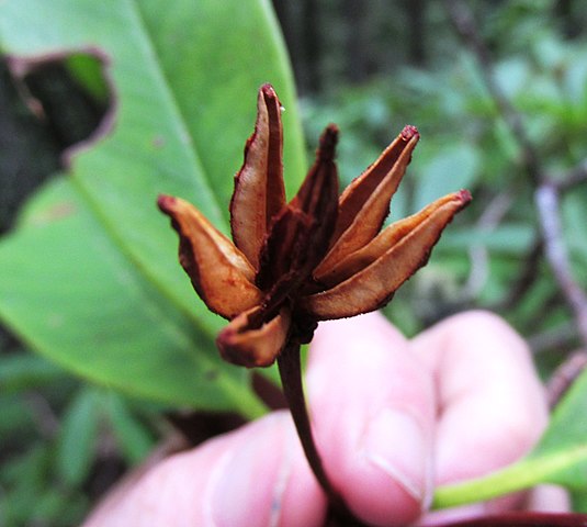 how to propagate rhodora with seeds