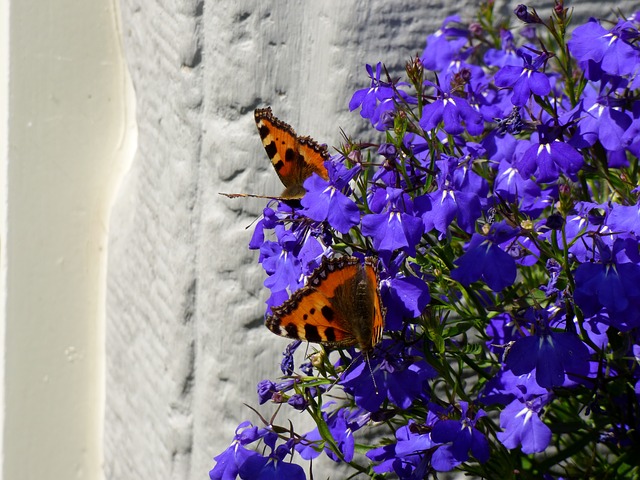 How to Propagate Trailing Lobelia (Lobelia erinus)
