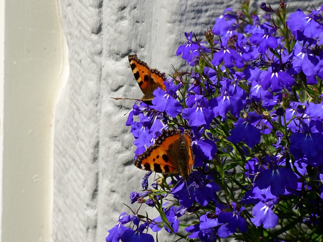 How to Propagate Trailing Lobelia (Lobelia erinus) 