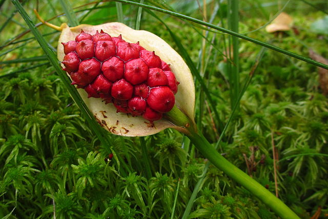 How to Propagate Water Arum (Calla palustris) by seed