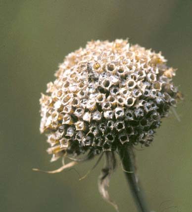 How-to-Propagate-Wild-Bergamot-Monarda-Fistulosa-with-Seeds