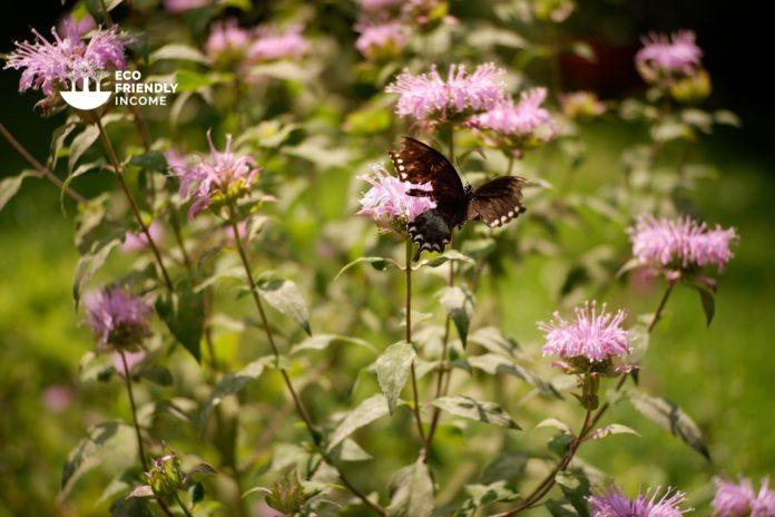 How to Propagate Wild Bergamot (Monarda fistulosa)