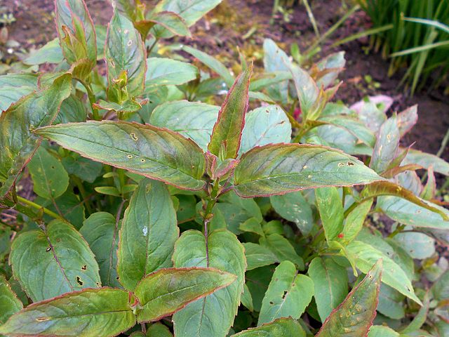 How-to-Propagate-Wild-Bergamot-Monarda-fistulosa-leaves