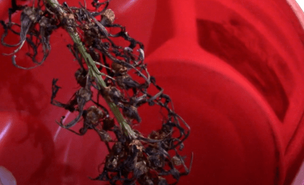 How-to-Propaget-Red-Lobelia-Lobelia-cardinalis-seed-pods-harvesting
