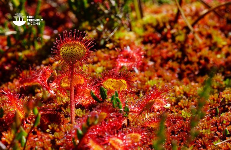 How to identify & Propagate Common Sundew (Drosera rotundifolia) (1)