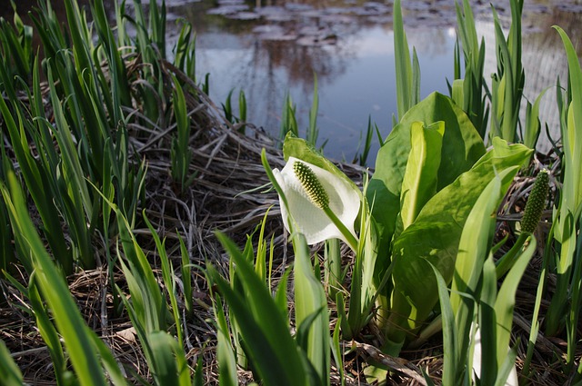 How to identify Water Arum (Calla palustris) flowers