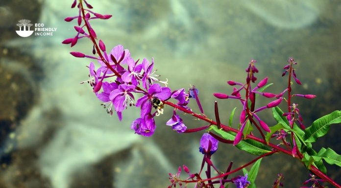 How to identify & propagate fireweed epilobium angustifolium