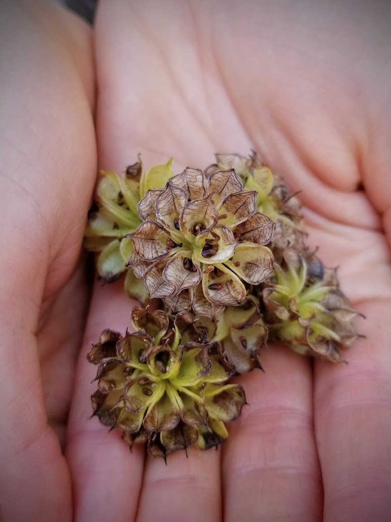 Marsh-Marigold-Caltha-Palustris-Seed-Pods