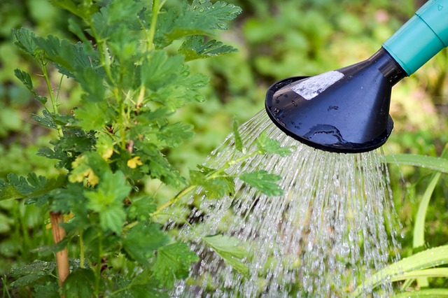 Watering Hose for Plant Propagation