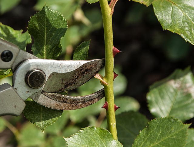 Shears to Propagate Plants