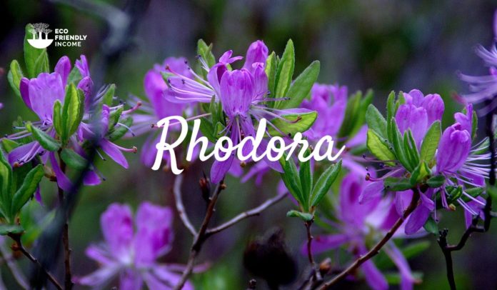 Rhodora Rhododendron canadense how to identify and propagate (1)