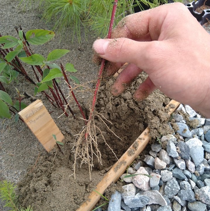 Rooted-Cuttings-Plant-Propagation