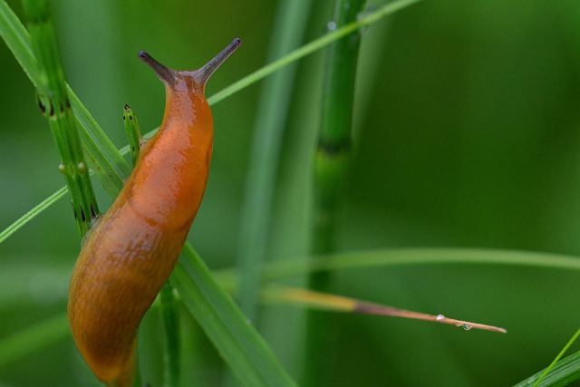 Slug-Infestation