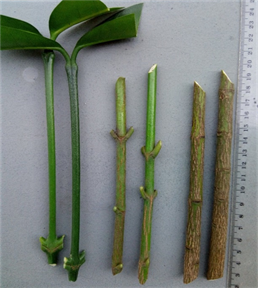 Types-of-plant-Cuttings