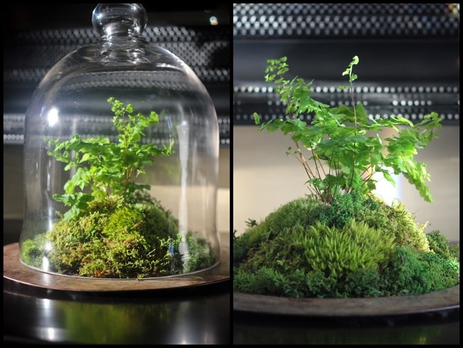 glass-cloche-terrarium-Plant-propagation