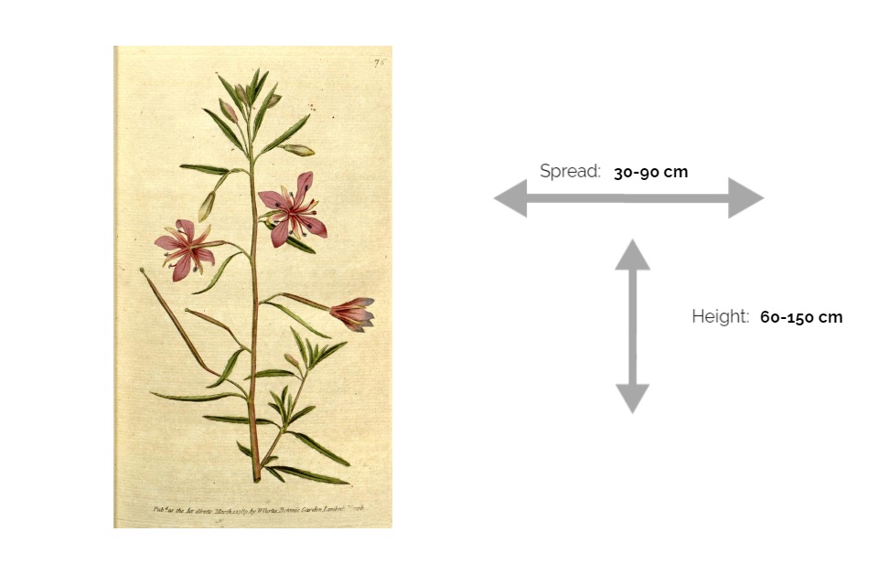 Fireweed-Epilobium-angustifolium-Info-Chart