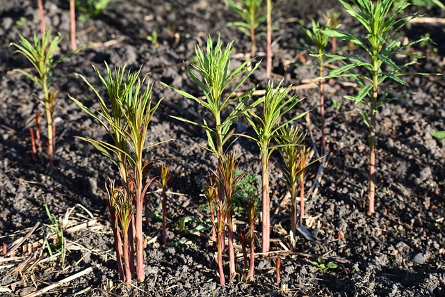 Fireweed Shoots (Ebilobium Angustifolium)