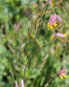 How-to-Harvest-Rock-Harlequin-Seeds-Corydalis-sempervirens