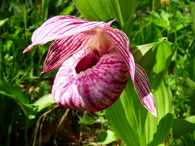 How-to-Identify-Ladys-slippers-Cypripedium-reginae-flowers