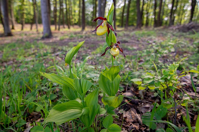 How-to-Identify-Ladys-slippers-Cypripedium-reginae-leaves