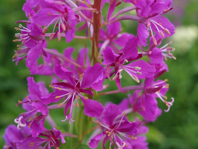 How to Identify & Propagate Fireweed (Epilobium angustifolium) Flowers