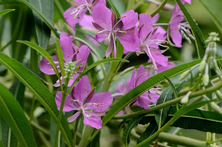 How to Identify & Propagate Fireweed (Epilobium angustifolium) Leaves