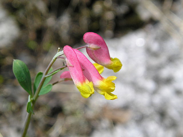 How to Identify Rock Harlequin Corydalis_sempervirens Flowers