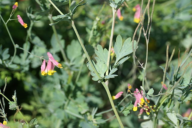 How-to-Identify-Rock-Harlequin-Corydalis_sempervirens-Leaves