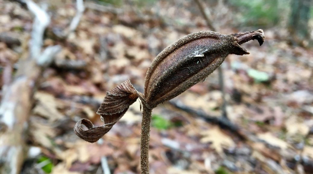 Lady's Slippers Cypripedium acaule Seed pods