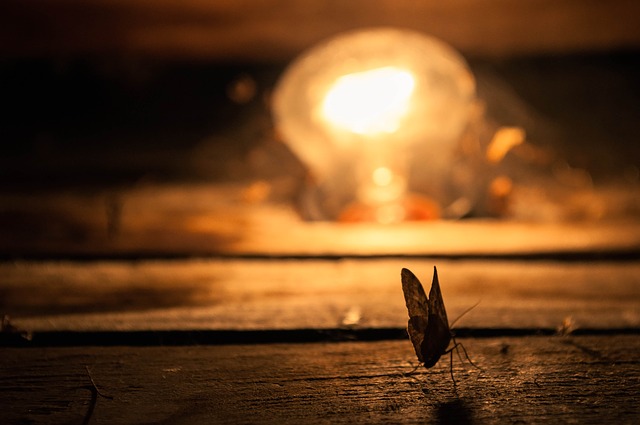 Night Hunt for Insects Using Light