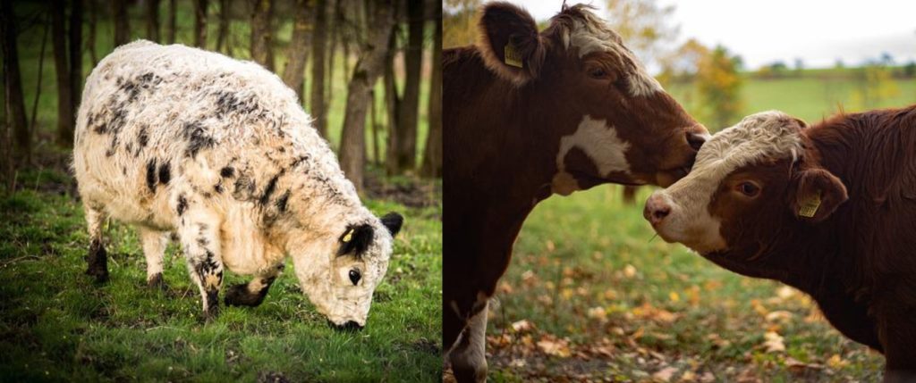 Cow manure vs sheep manure