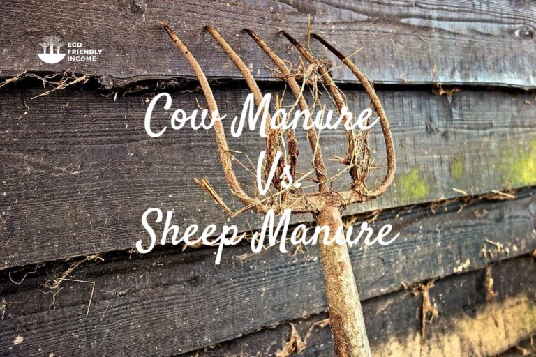 Cow Manure vs. Sheep Manure: Differences, Uses & Gardening Tips