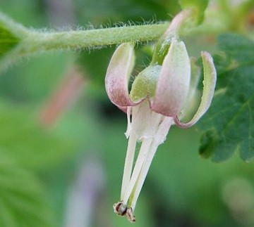 American gooseberry flowers- ribes hirtellum