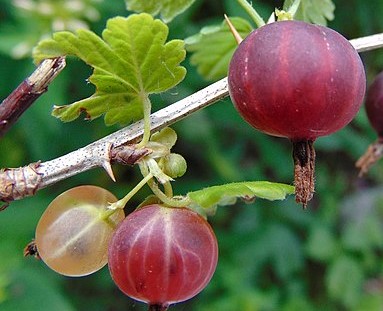 American-gooseberry-fruits-ribes-hirterllumv