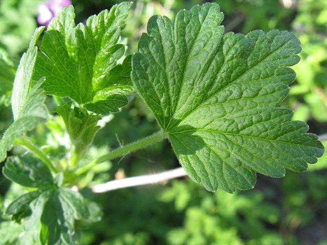 American gooseberry leaves - ribes hirtellum