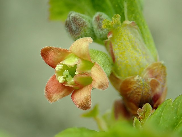 Black currant ribes nigrum flowers