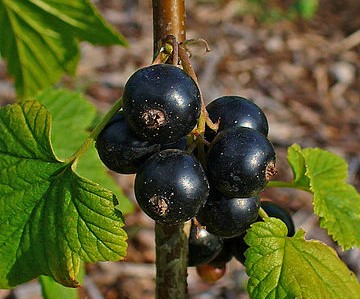 Black currant ribes nigrum berries