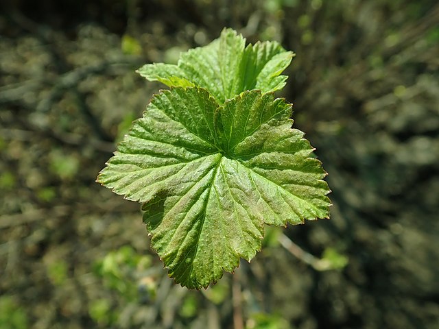 Black currant ribes nigrum leaves