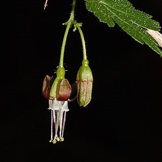 Coast black gooseberry ribes divaricatum flowers