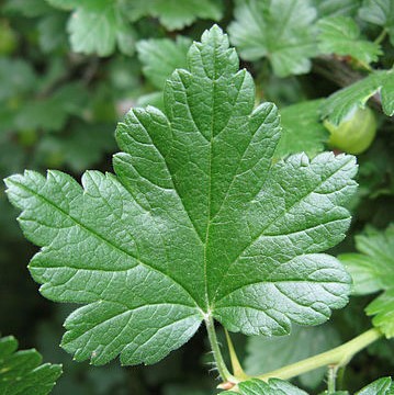 Coast black gooseberry ribes divaricatum leaves