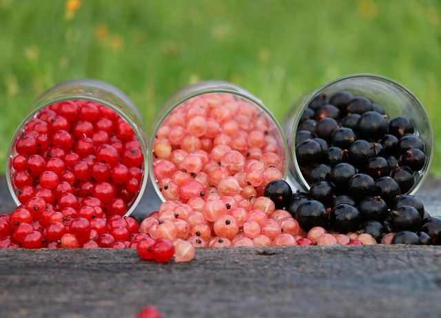 Currant Plant Fruits