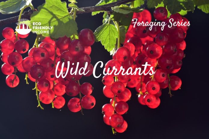 Currants_ Identification & Species to Propagate