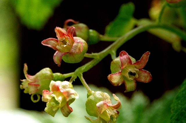 red currant ribes rubrum flowers