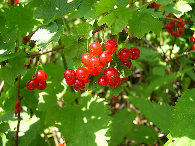 Red-currant-fruits-ribes-rubrum