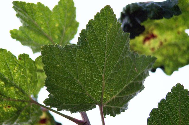 red currant ribes rubrum leaves