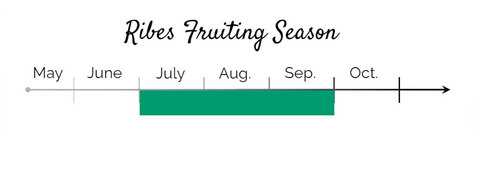Ribes fruiting season